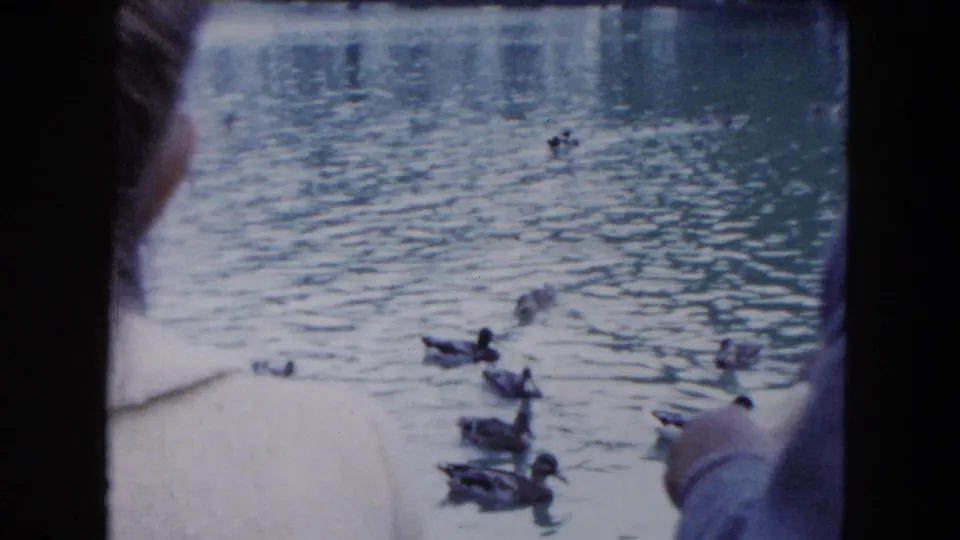 1961 South Carolina 8mm frame showing ducks on a pond while a foreground observer is seen from behind at the water's edge.