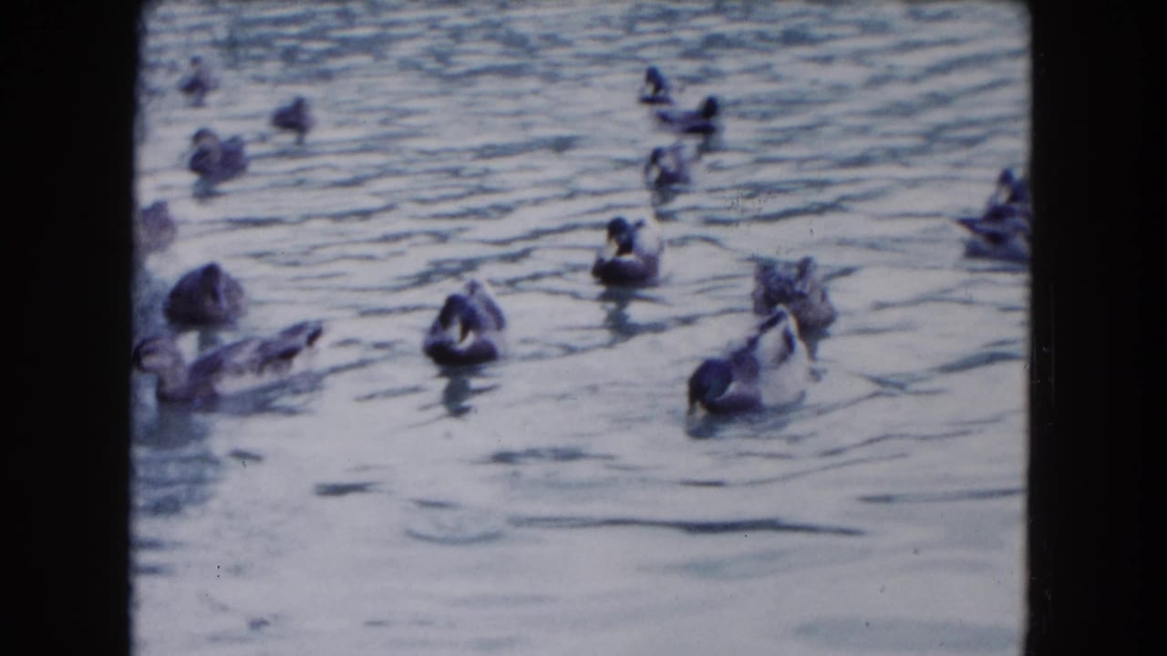 Several ducks swim across rippled pond water within a rounded 8mm film frame.