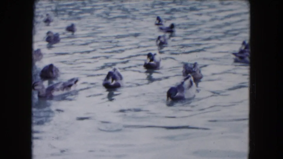 1961 South Carolina home-movie frame showing ducks spread across a pond, with soft focus, blue fading, and visible 8mm gate edges.