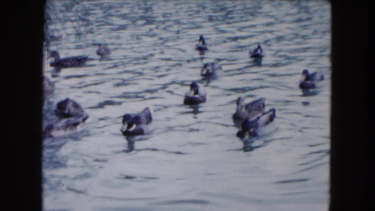 1961 South Carolina 8mm frame of ducks dispersed on pond water, some facing different directions as they drift and forage.