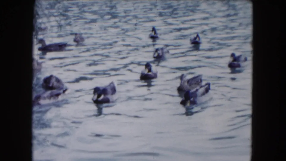 1961 South Carolina 8mm frame of ducks dispersed on pond water, some facing different directions as they drift and forage.
