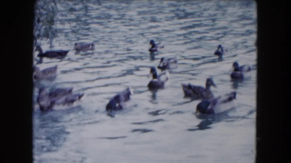 1961 South Carolina home-movie frame with ducks closer to the foreground on pond water, showing soft focus and small-gauge film texture.
