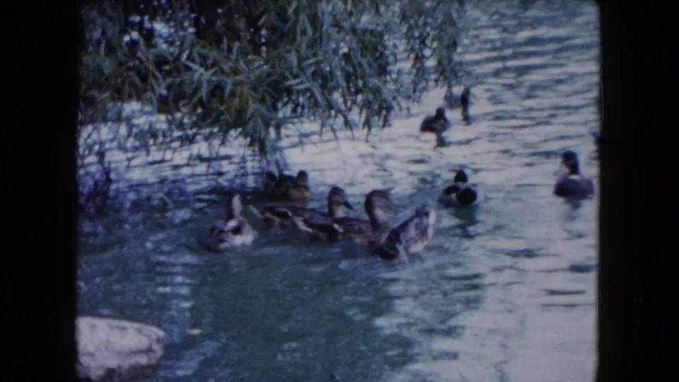 1961 South Carolina 8mm frame showing ducks near pond-edge vegetation, with shaded water, grain, and faded color.