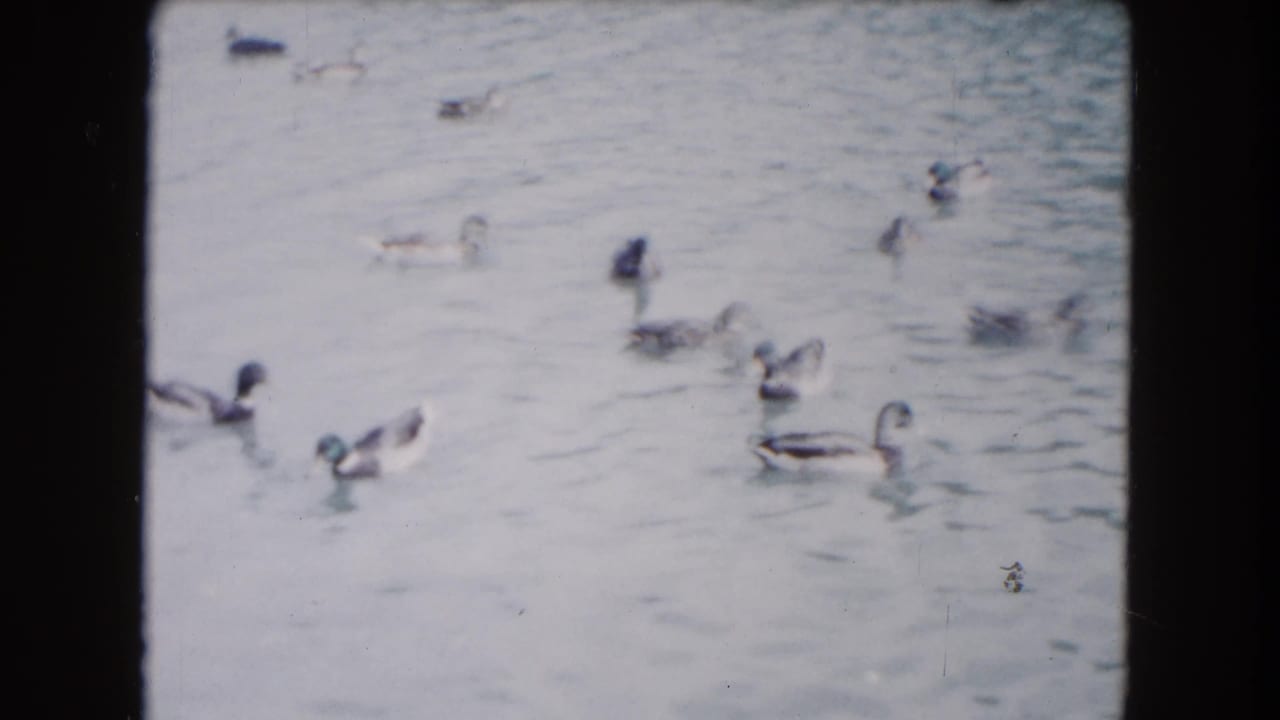 Ducks swimming across pale rippled pond water.