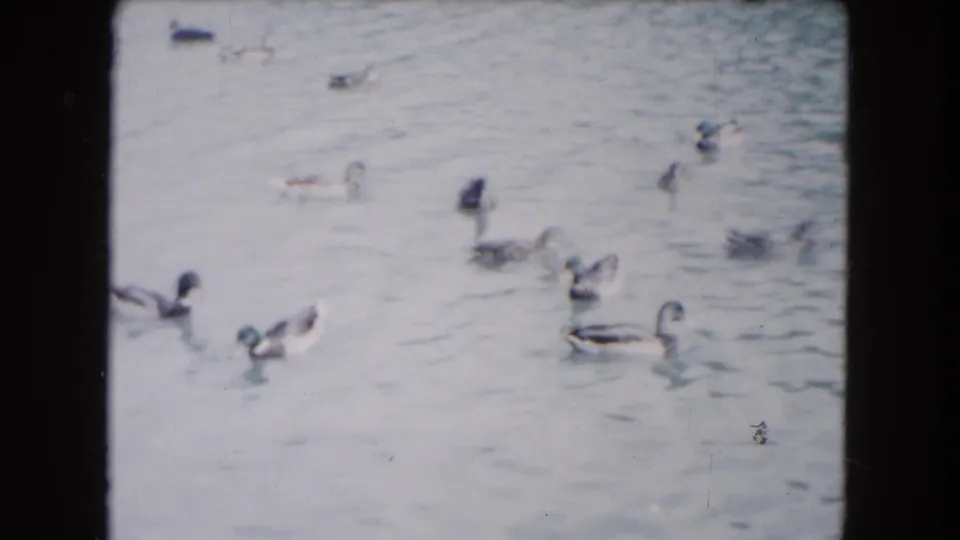 1961 South Carolina 8mm frame with several ducks scattered across rippled pond water.