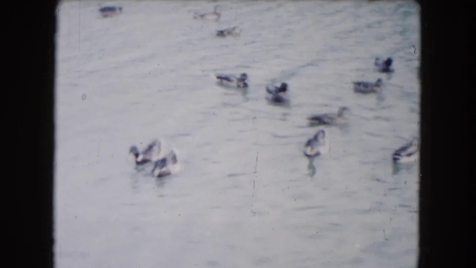 Vintage 8mm frame from South Carolina showing ducks grouped on rippled pond water.
