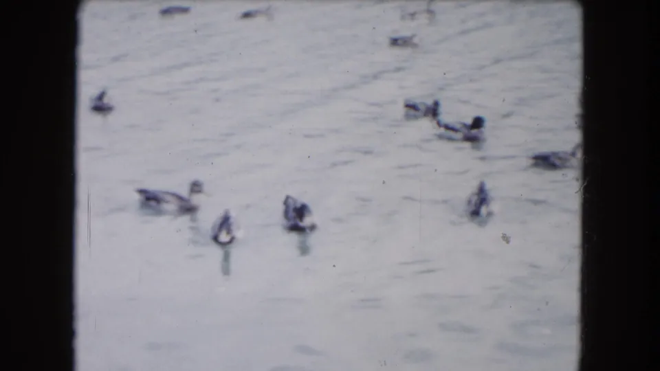 1961 South Carolina home-movie frame with ducks spread across a pale, rippled pond surface.