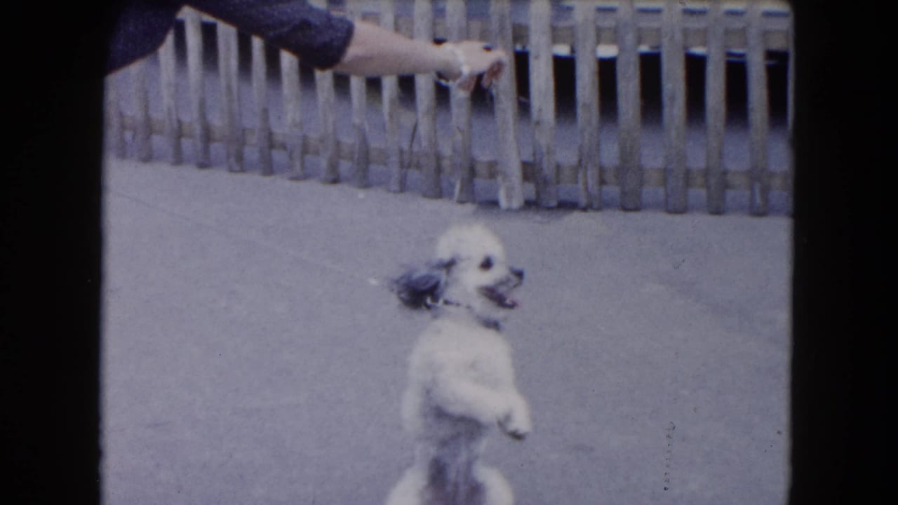 White poodle puppy stands on hind legs near a wooden fence and an outstretched hand.