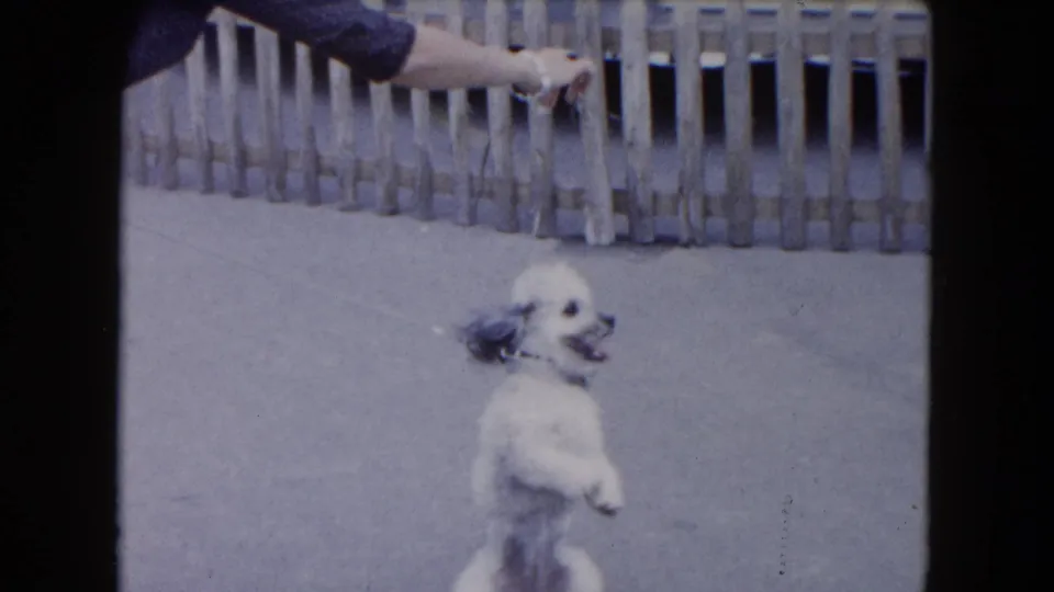 1961 South Carolina 8mm frame showing a white poodle puppy standing upright toward a person's hand by a wooden fence.