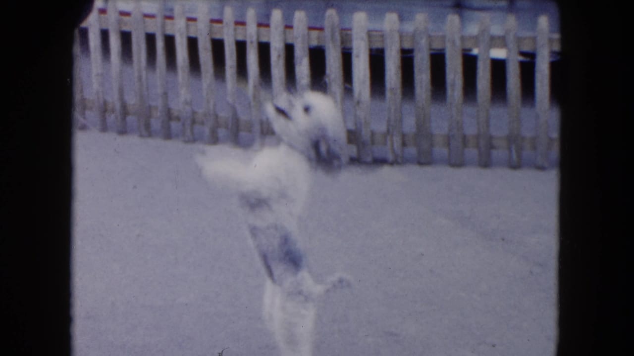 White poodle puppy jumps upright in front of a wooden fence.