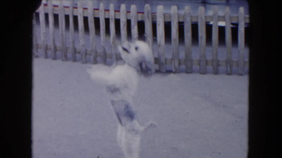 1961 South Carolina 8mm frame with a white poodle puppy leaping or standing upright near a fairground fence.