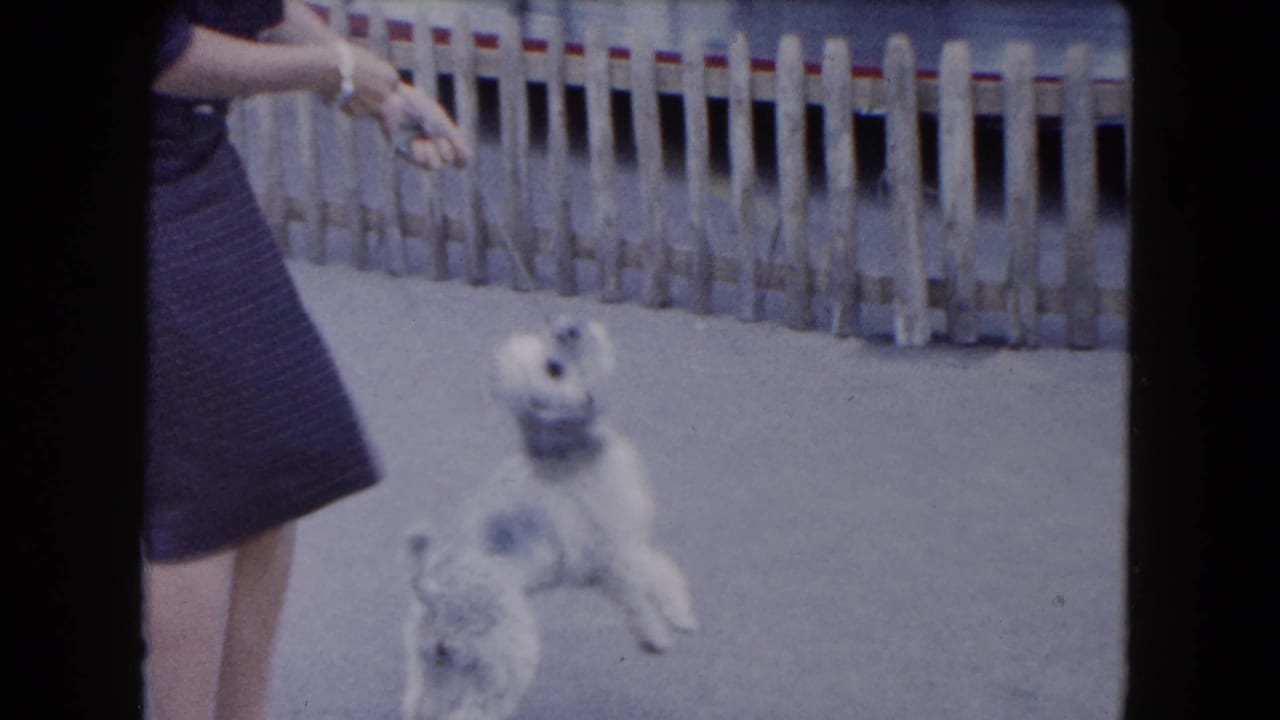 A small grey-and-white dog rises on its hind legs as a woman in a dark dress holds out a treat in the 1961 South Carolina clip.