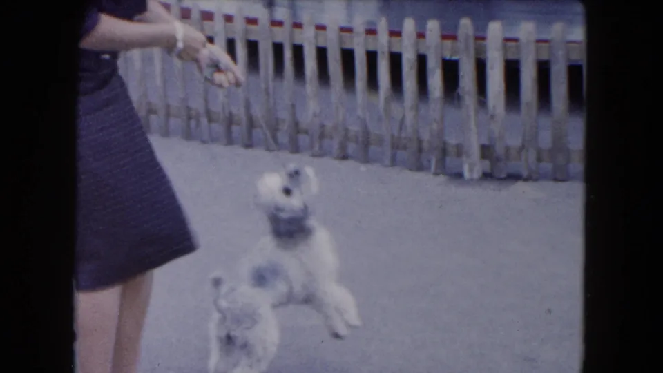 A small grey-and-white dog rises on its hind legs as a woman in a dark dress holds out a treat in the 1961 South Carolina clip.