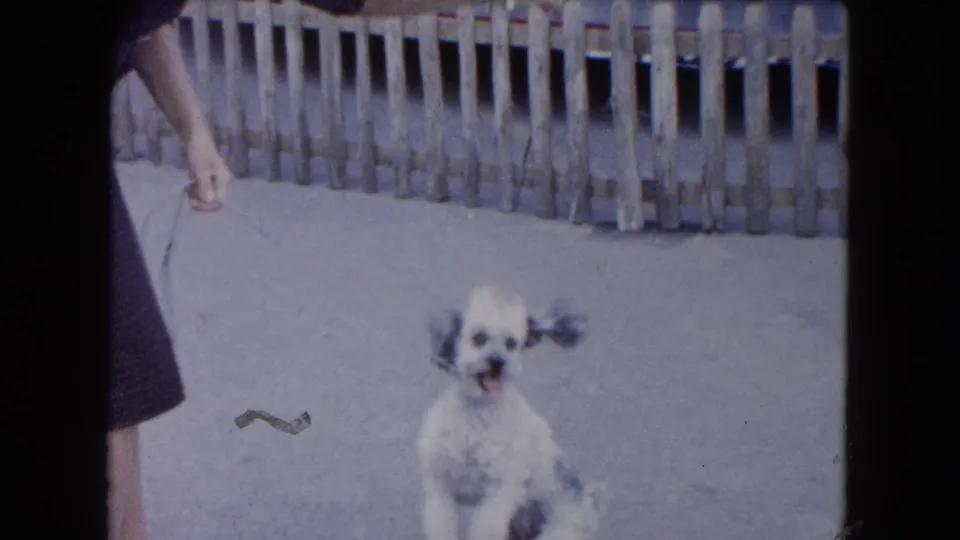 The dog faces the camera with mouth open while the woman's legs and leash remain partly visible beside the weathered fence.