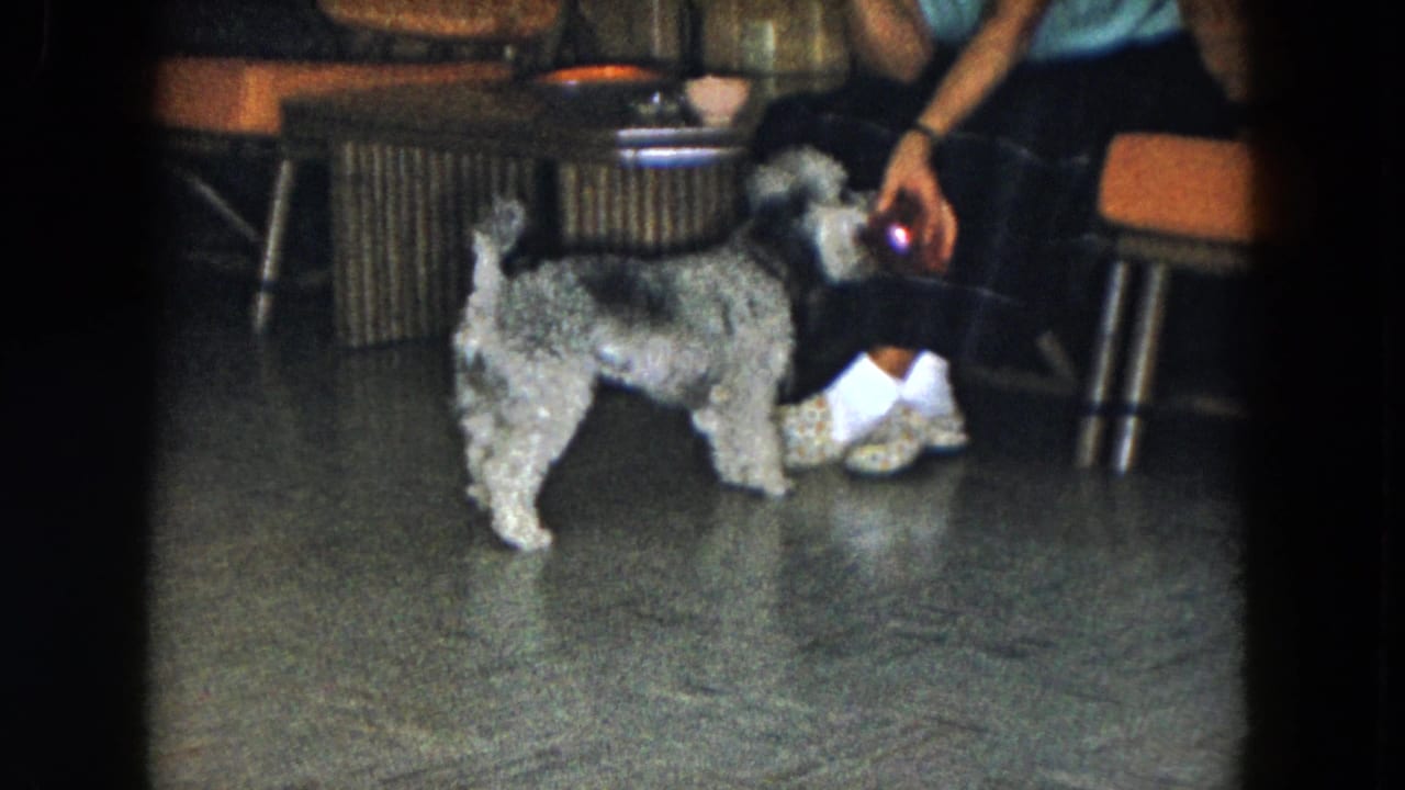 In a 1961 South Carolina home-movie frame, a small curly-haired dog faces a seated woman holding a red toy beside wicker furniture.