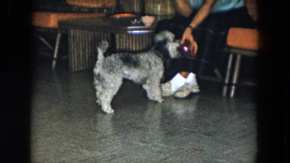 In a 1961 South Carolina home-movie frame, a small curly-haired dog faces a seated woman holding a red toy beside wicker furniture.