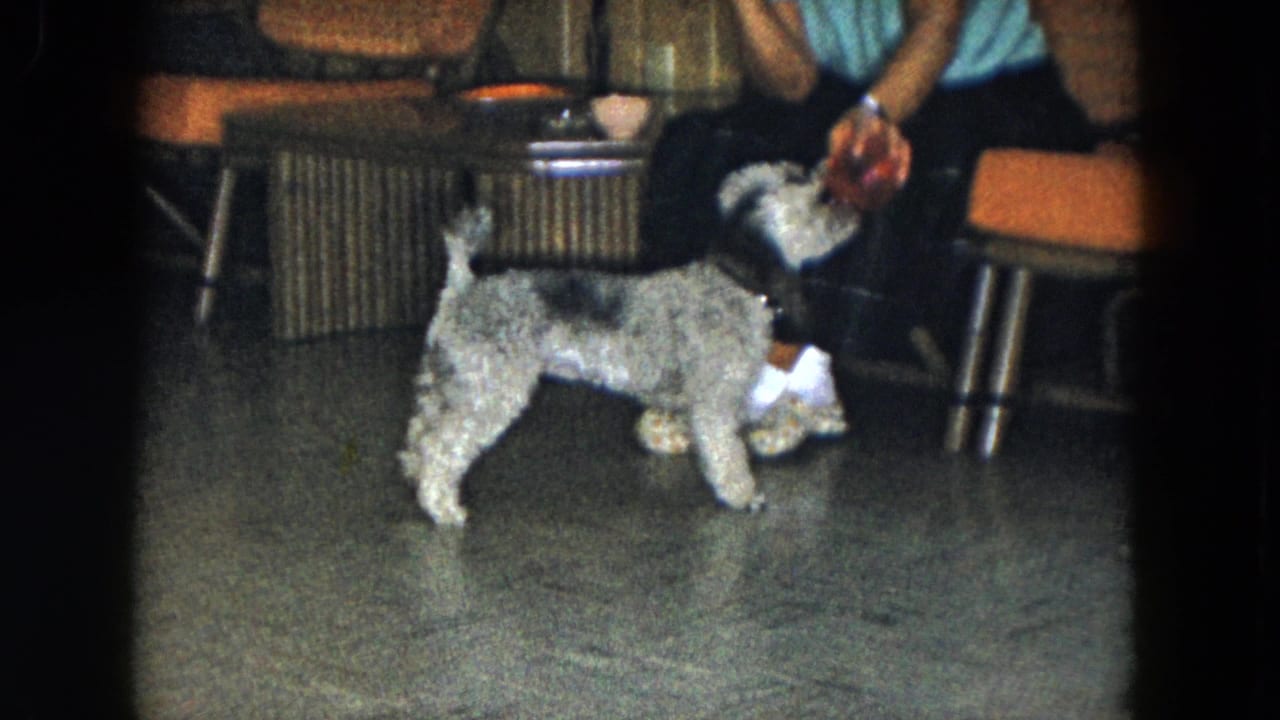 Small dog faces a seated woman holding a red toy beside wicker chairs and a low table.