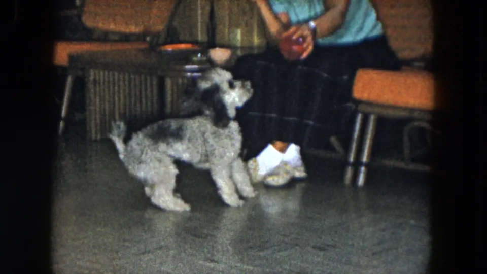 The small poodle lifts up toward the red toy held by the seated woman in a 1961 South Carolina home interior.