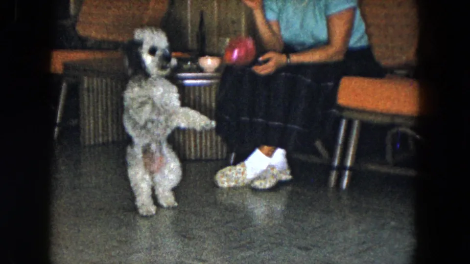 The poodle balances on its hind legs near the seated woman and red toy in this 1961 South Carolina home-movie frame.