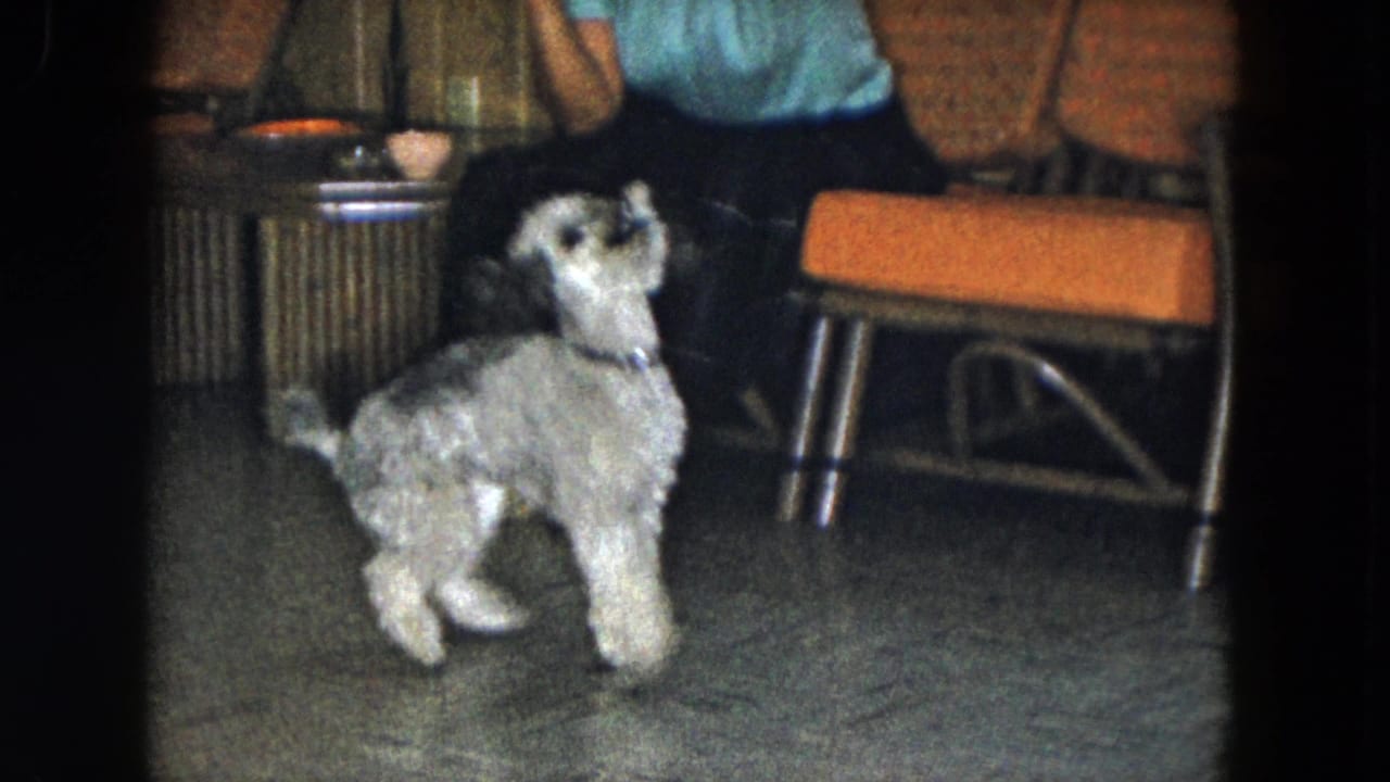Small gray-and-white dog stands on a tiled living room floor near seated adults and wicker chairs.