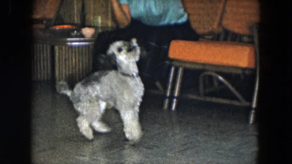In a 1961 South Carolina home interior, a fluffy gray-and-white dog pauses on the tiled floor near wicker chairs and adults seated behind it.