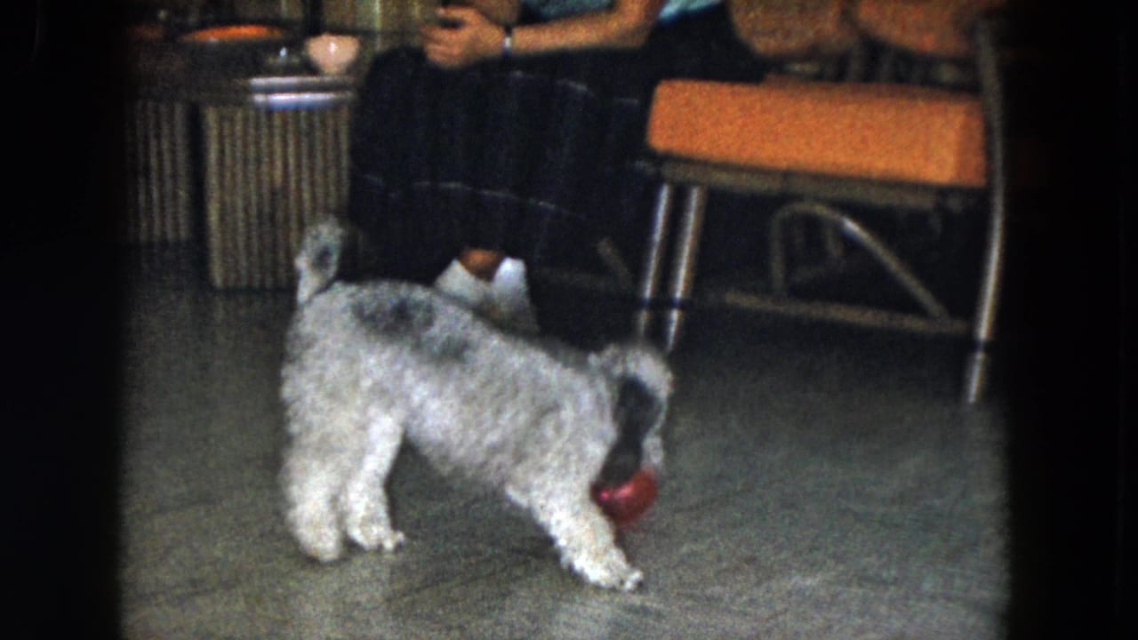 The dog turns toward a red ball on the living room floor while a seated adult and orange-cushioned wicker chair remain partly visible.
