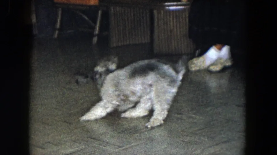 The fluffy dog crouches and pivots after the red ball on the tiled floor, with furniture legs and a seated person's shoe nearby.
