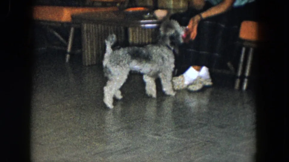 The dog stands beside the seated adult as a hand lowers the red ball, with wicker furniture and orange cushions visible in the room.