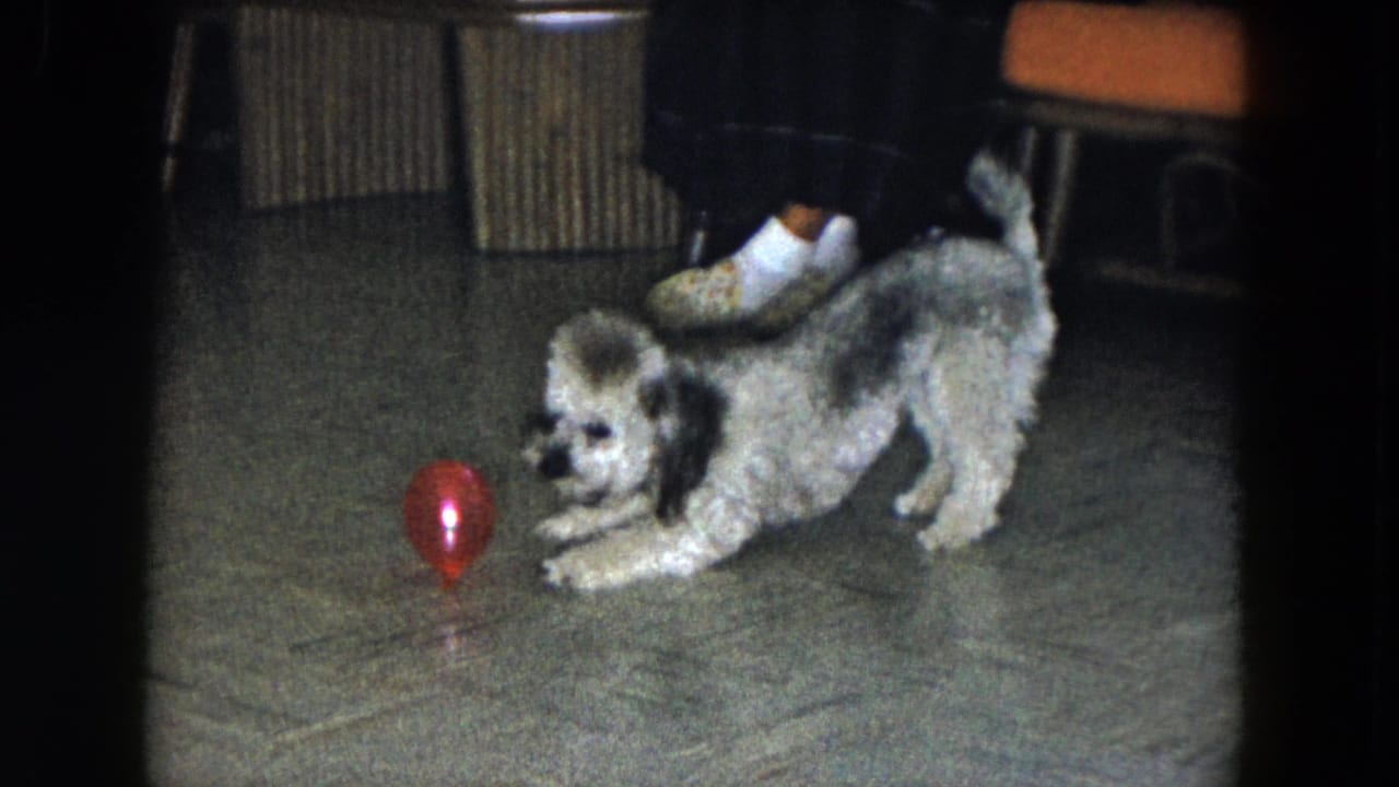 In a 1961 South Carolina home interior, a gray-and-white poodle pounces toward a red ball near orange seating.
