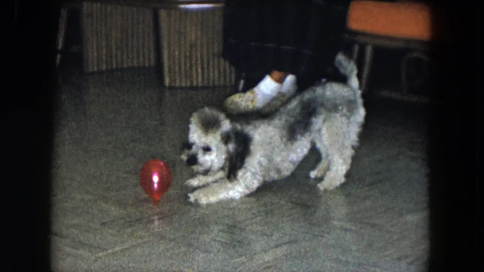 In a 1961 South Carolina home interior, a gray-and-white poodle pounces toward a red ball near orange seating.