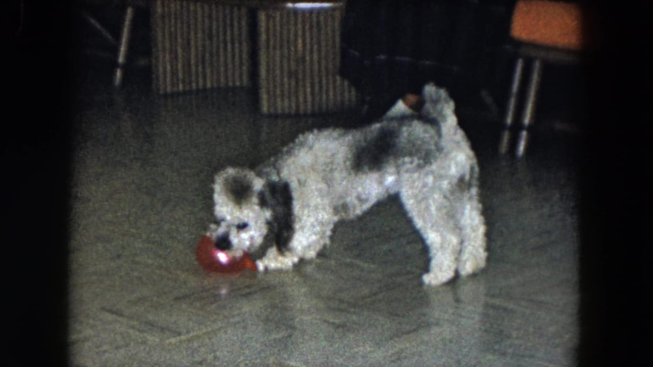 Poodle grips or noses a red ball while standing on a tiled floor.