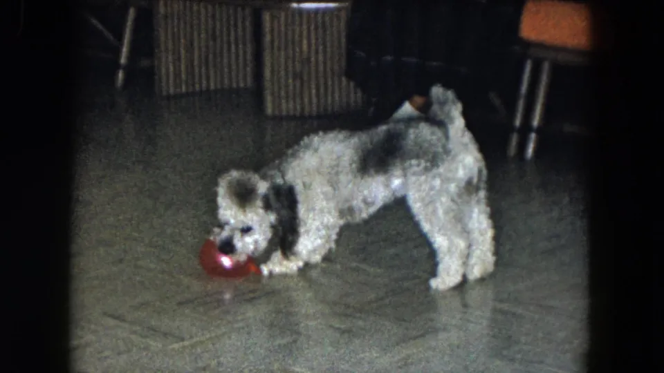 The poodle stands over the red ball in the living room, with mid-century furniture visible behind it.