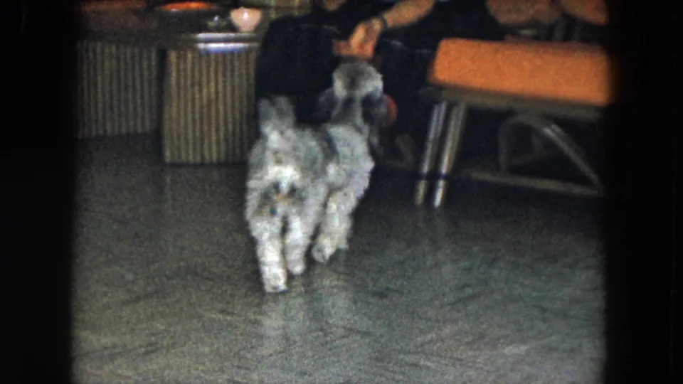 The poodle moves toward seated adults in the private living room, with the red ball partly visible near the furniture.