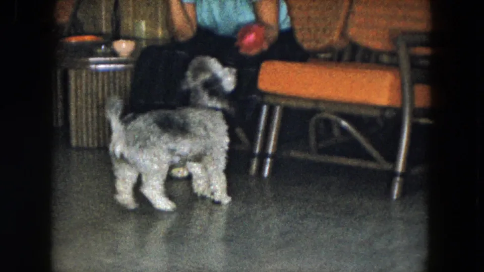 The poodle pauses near seated adults, one holding the red ball, inside the 1961 South Carolina home interior.