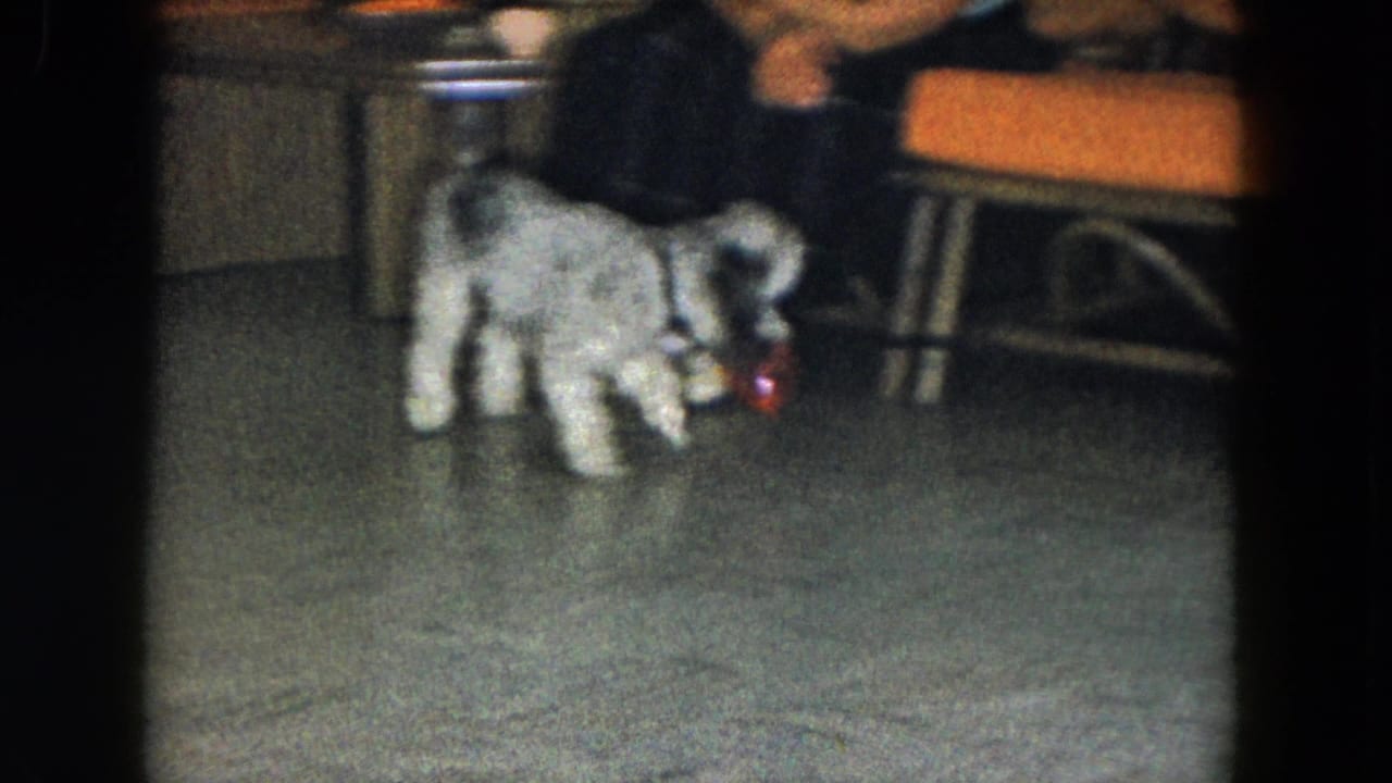 Small gray curly-furred dog approaches a red ball on a patterned floor near orange chairs.