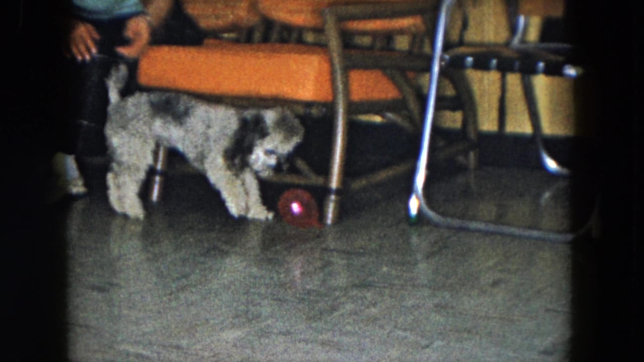 Gray curly dog stands beside a red ball under orange seating and metal-frame chairs.