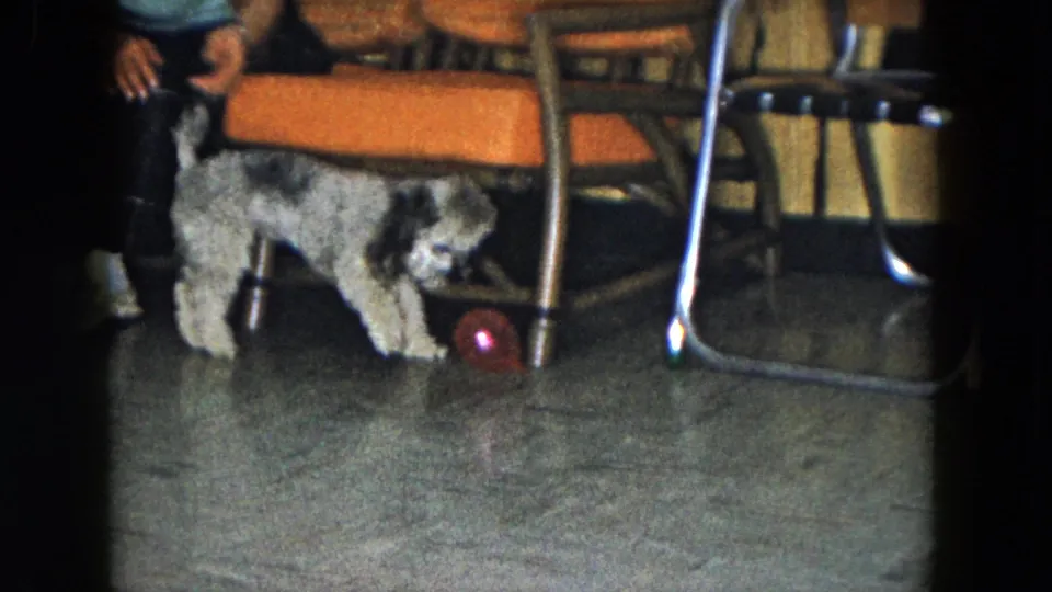 The curly gray-and-black dog pauses beside the red ball in a South Carolina home interior with orange seating and metal chair frames.