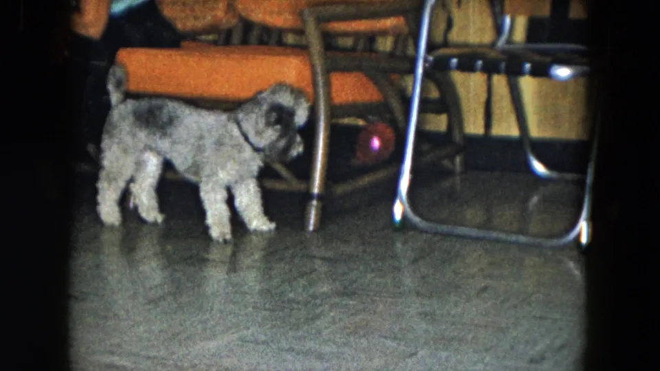 The dog stands alert near the red ball, framed by orange seating and shiny metal chair legs in the home interior.