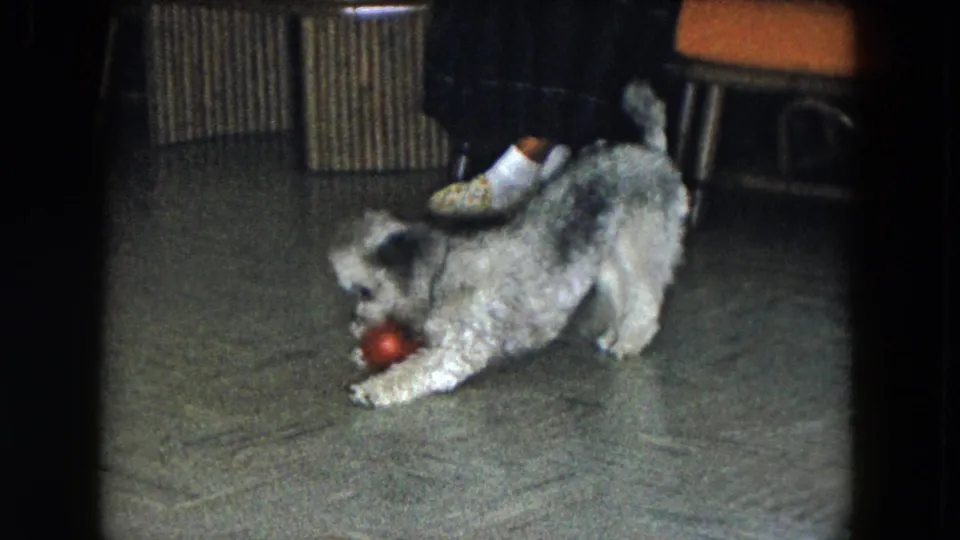 The dog crouches over the red ball on the patterned floor while a seated person's patterned slipper appears behind it.