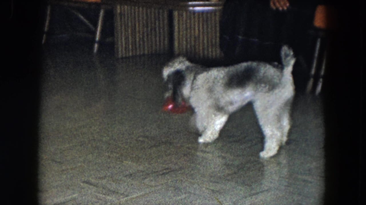In 1961 South Carolina home-movie footage, a small black-and-white dog moves toward a red ball near chairs and a low striped table.