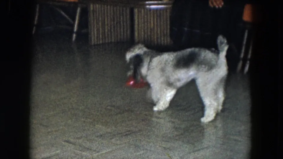 In 1961 South Carolina home-movie footage, a small black-and-white dog moves toward a red ball near chairs and a low striped table.