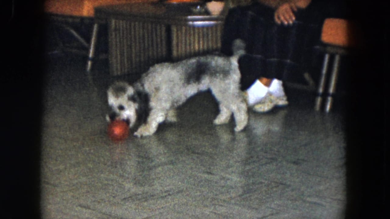 Small dog holds or bites a red ball near a seated person's shoes.