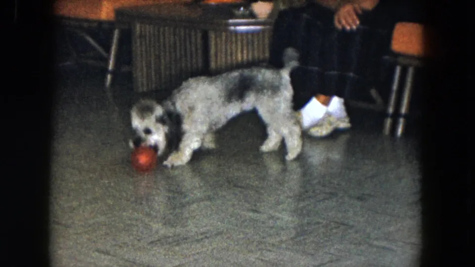 The dog grips the red ball on the tiled floor beside the lower legs and white patterned slippers of a seated person.