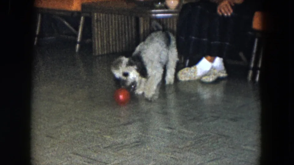 A small black-and-white dog lowers its head over the red ball while a seated person's slippered feet remain visible nearby.