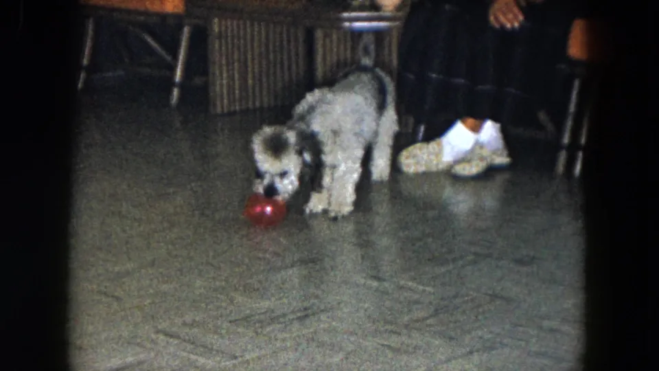 The dog faces the red ball at close range on a tiled floor, with a seated person's lower legs and white slippers in the background.