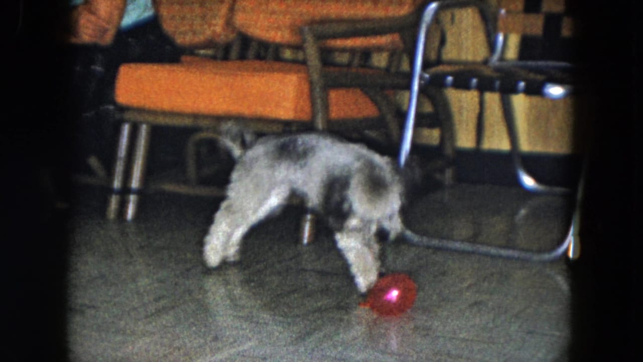 In 1961 South Carolina home-movie footage, a small gray and white dog investigates a red ball near orange chairs indoors.