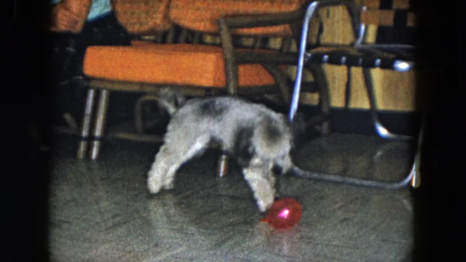 In 1961 South Carolina home-movie footage, a small gray and white dog investigates a red ball near orange chairs indoors.