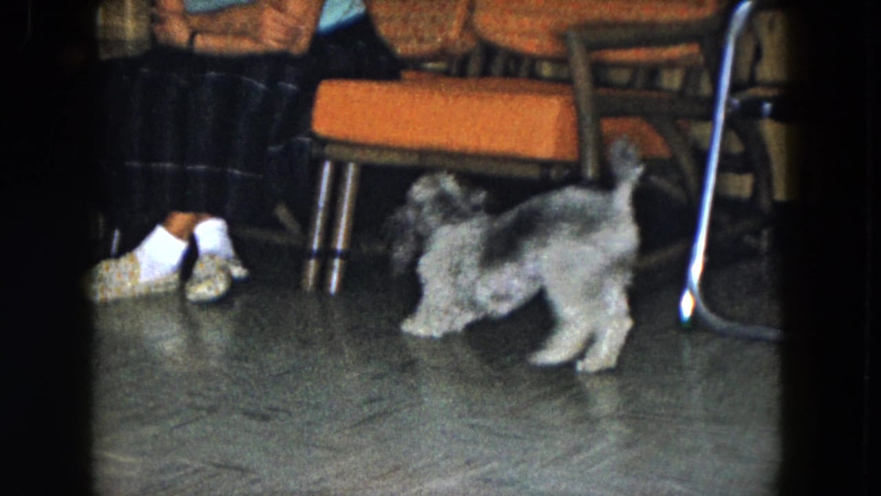 Small dog walks near orange chairs while a seated person's slippered feet are partly visible.