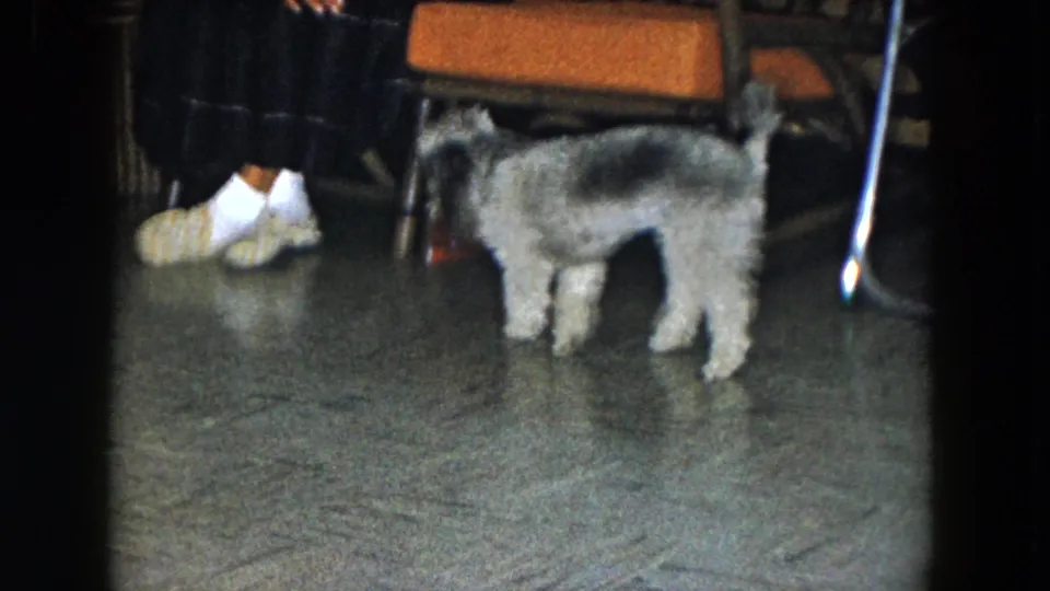 A small gray and white dog pauses by the red ball on patterned flooring, with a seated person's feet and chair legs nearby.