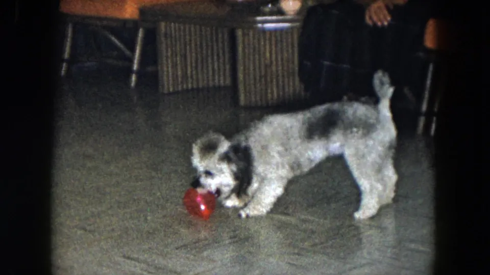The small dog mouths the red ball on the patterned floor, framed by chairs and a seated person in the background.
